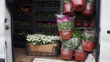 A Diverse Assortment of Potted Plants Arranged Neatly in a Delivery Van Ready for Distribution video