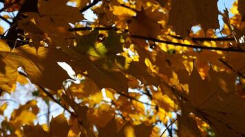Yellow maple leaves on tree branches gently swaying in the wind at sunny day. Lush autumn orange foliage swinging on breeze at forest. Beautiful colorful fall season. Close up Slow motion photo