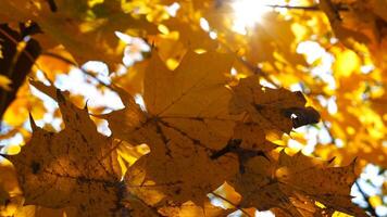 Yellow maple leaves on tree branches gently swaying in the wind at sunny day. Lush autumn orange foliage swinging on breeze at forest. Beautiful colorful fall season. Close up Slow motion photo