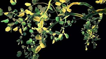 Abstract Tree Botanical 3D Rendering video