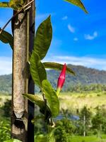 A close-up shot of a vibrant red flower bud against a backdrop of lush green mountains and a clear blue sky. This image captures the beauty of nature's growth and the serene landscape. Ideal for themes of nature, growth, and scenic beauty photo