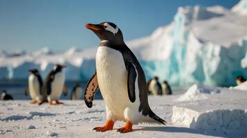 Penguins walking in the snow The background is an iceberg. photo
