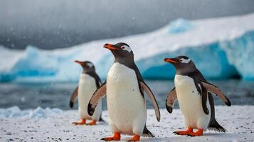 Penguins walking in the snow The background is an iceberg. photo