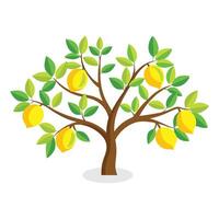 Lemon tree flat illustration on white background vector