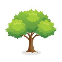 Poplar tree flat illustration on white background vector