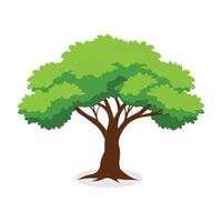 Beech tree flat illustration on white background. vector