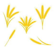 yellow ears of ripe wheat spikelet flat style illustration isolated on white background vector