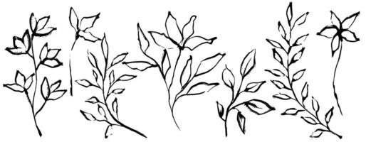 flowers and branches with leaves in Chinese ink calligraphy style. outline set of illustrations. Botanical elements for packaging, tattoo, textile, wedding design vector