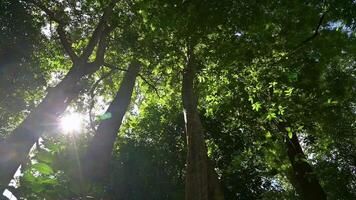 Walking through deep green forest under the big trees with morning sunbeam. Mysterious wilderness area with sunlight illuminating through lush foliage trees. Low angle view shot. video