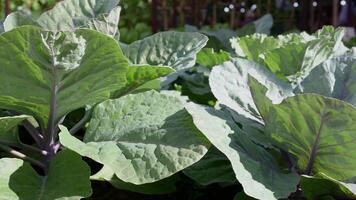 idroponica è un' in crescita tecnica utilizzando un' a base d'acqua nutriente soluzione anziché di suolo, con substrati piace vermiculite, Noce di cocco fibra di cocco, e perlite, ideale per piccolo agricoltori e hobbisti. video