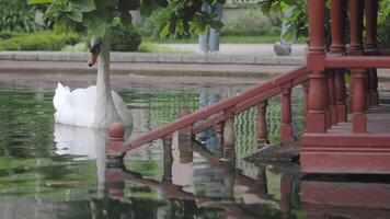 A Serene Swan Gracefully Swimming Near a Rustic Dock in the Tranquil Waters of Nature video