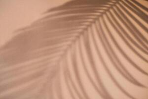 Shadow of palm leaf on natural earthy colors background. Creative drawing of light and shadow for your design photo