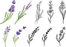 Set of branches lavender in doodle and hand drawn styles vector