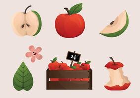 Apple red and green set. Apples in box. Slice of apple, leaves and apple flowers vector