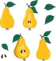 Pear set. Slice of pear, leaves vector