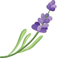Branch of lavender. Doodle drawing. vector