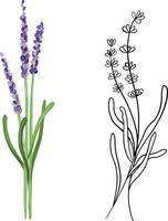 Branch of lavender in doodle and hand drawn styles vector