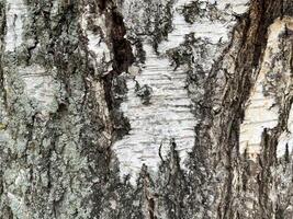 Bark of tree close-up. Natural background. photo