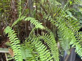 Ferns in the garden. Tropical plants in the garden. Nature background photo