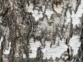 Bark of tree close-up. Natural background. photo