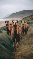 Camels standing in a grass field representing nature and wilderness in daylight. photo