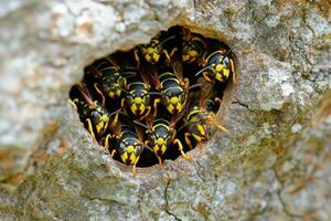 Close-up of wasp nest with multiple wasps in a tree. photo