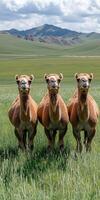 Camels standing in a grass field representing nature and wilderness in daylight. photo