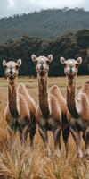 Camels standing in a grass field representing nature and wilderness in daylight. photo