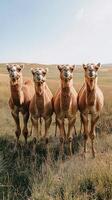 Camels standing in a grass field representing nature and wilderness in daylight. photo