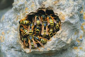Close-up of wasp nest with multiple wasps in a tree. photo