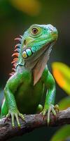Green iguana posing on a branch in a tropical forest photo