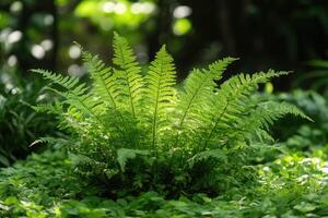 Bright green fern growing wild in lush forest setting photo