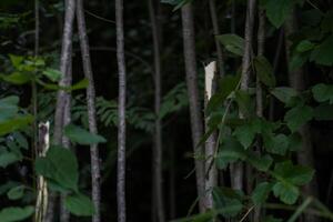 Broken young trees in the forest. Broken young shrub in the forest photo