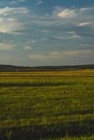 View of the field in the evening in the village. The clouds photo