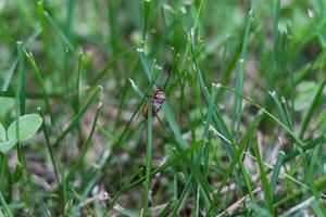 Brown marmorated stink bug is sitting on the grass. An insect in the grass photo
