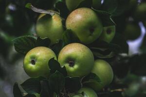 There are many apple trees on the branch. A young, fertile apple tree. Apples photo