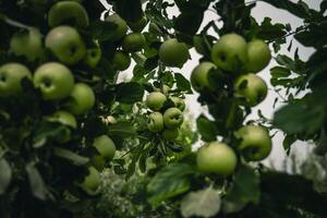 There are many apple trees on the branch. A young, fertile apple tree. Apples photo