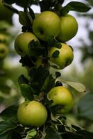 There are many apple trees on the branch. A young, fertile apple tree. Apples photo