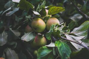 There are many apple trees on the branch. A young, fertile apple tree. Apples photo