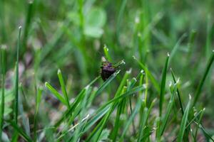 Brown marmorated stink bug is sitting on the grass. An insect in the grass photo
