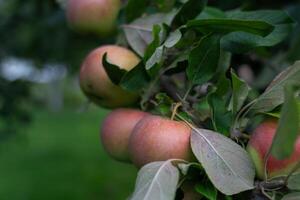 There are many apple trees on the branch. A young, fertile apple tree. Apples photo