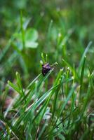 Brown marmorated stink bug is sitting on the grass. An insect in the grass photo