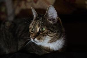 A curious cat looks to the left lying on the couch in the evening in the dark photo