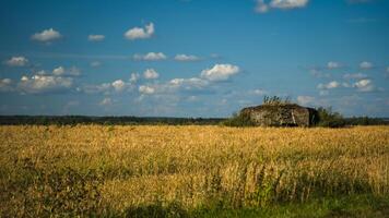 A bunker in the distance, in a wheat field. Bunker in the field photo