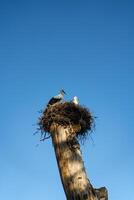 Two storks sitting in a nest in a tree photo
