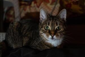 A curious cat lying on the couch in the evening in the dark photo