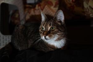 A curious cat looks to the left lying on the couch in the evening in the dark photo