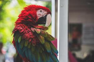 A tousled red macaw parrot sits on a branch with its head turned photo