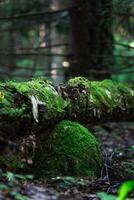 A log is broken on a stone in the forest. A log covered with moss photo