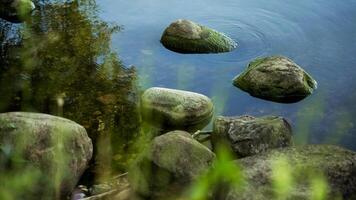 The rocks on the lake shore are covered with algae photo